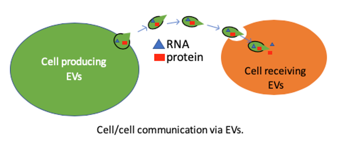 Diagram of cells in the brain: cell/cell communication via EVs Diagram of cells in the brain: cell/cell communication via EVs