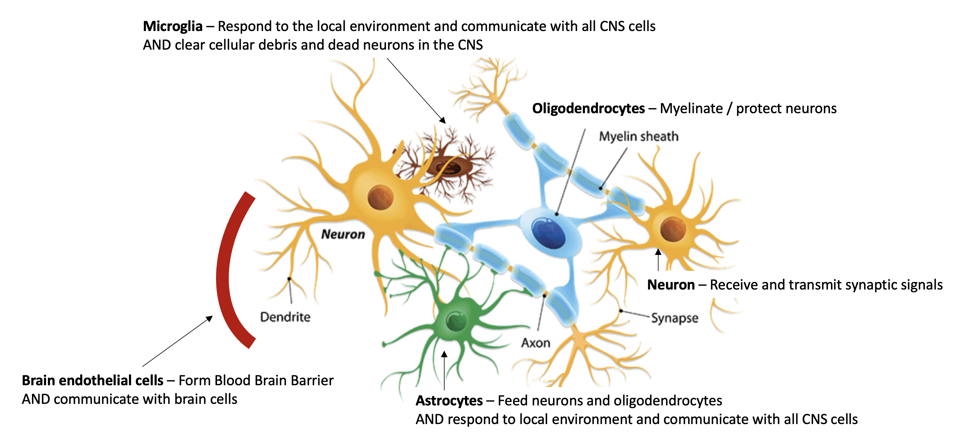 Cells in the Brain Cells in the Brain