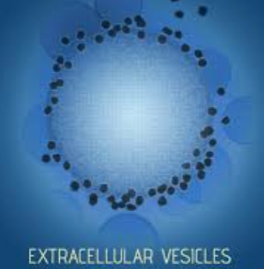 EVs on the surface of a cell EVs on the surface of a cell